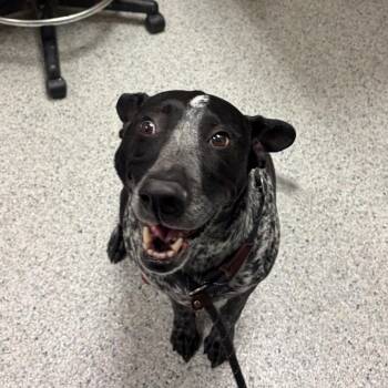 Indie -  Pointer and Dalmatian Dog for Adoption in Reno, Nevada - Indie | PetCurious