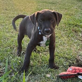 Rescue Black Labrador Retriever Dogs for Adoption in New Orleans, Louisiana - Lee LeLove | PetCurious