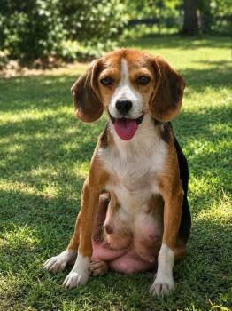 Butterfinger- At shelter available 8/8 -  Beagle Dog for Adoption in Rustburg, Virginia - Butterfinger- At Shelter Available 8/8 | PetCurious