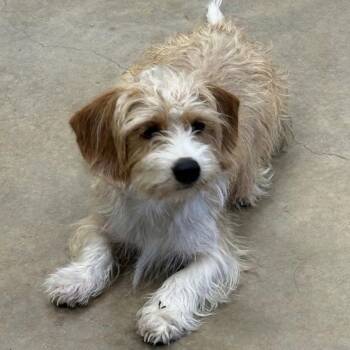 Bobby Bushay -  Norfolk Terrier and Terrier Dog for Adoption in Bloomfield, Connecticut - Bobby Bushay | PetCurious