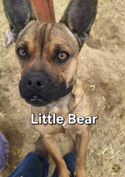 Terrier Dogs Available for Adoption - Little Bear  | PetCurious