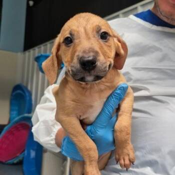 Ford -  Rhodesian Ridgeback and Mixed Breed Dog for Adoption in Morton Grove, Illinois - Ford | PetCurious