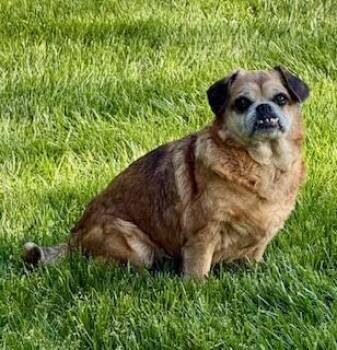 Puggle Dogs Available for Adoption in Tifton, Georgia - Parker | PetCurious