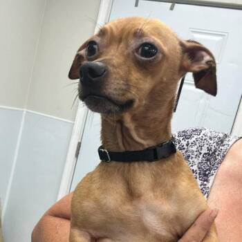 Baby -  Mixed Breed Dog for Adoption in Fredericksburg, Virginia - Baby | PetCurious