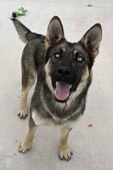 Shepherd and Mixed Breed Dogs Available for Adoption in Lampasas, Texas - Cardi Bark | PetCurious