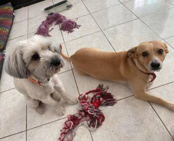 Mixed Breed Dogs Available for Adoption in Didsbury, Alberta - Johnnie And Walker (Bonded Pair) | PetCurious