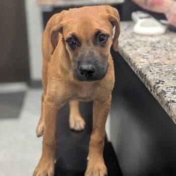 Danny -  Boxer and Mixed Breed Dog for Adoption in Smithville, Tennessee - Danny | PetCurious