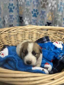 Great Pyrenees and Saint Bernard Dogs Available for Adoption in Rosenberg, Texas - THEORY | PetCurious