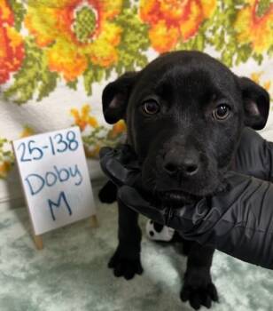 Rescue Labrador Retriever and Mixed Breed Dogs for Adoption in Barnesville, Georgia - 25-138 Doby | PetCurious
