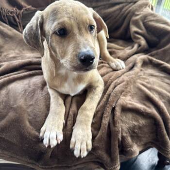 Angelo -  Catahoula Leopard Dog and Terrier Dog for Adoption in Alexandria, Louisiana - Angelo | PetCurious