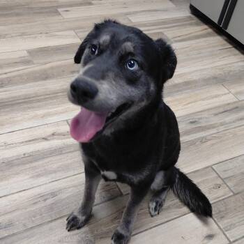 Arora -  Shepherd and Husky Dog for Adoption in Henderson, Kentucky - Arora | PetCurious