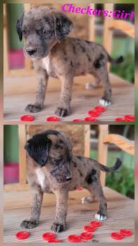 Rescue Catahoula Leopard Dog Dogs for Adoption in Bristol, Wisconsin - Checkers | PetCurious