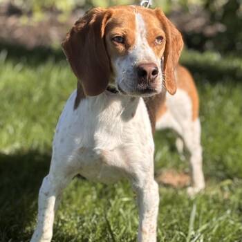 Rescue Woody -  Beagle Dog for Adoption in Batavia, New York - Rescue Woody | PetCurious