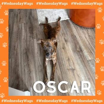 Pit Bull Terrier Dogs Available for Adoption in Xenia, Ohio - Oscar | PetCurious