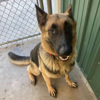 German Shepherd Dog Dogs Available for Adoption - Remington(26-095) | PetCurious