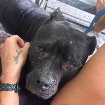Domi -  Mixed Breed Dog for Adoption in Savannah, Georgia - Domi | PetCurious