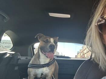 Pit Bull Terrier and Mixed Breed Dogs Available for Adoption - Sam | PetCurious