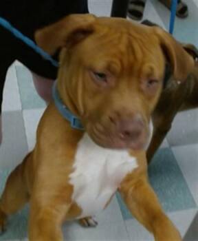 A479804 -  Pit Bull Terrier Dog for Adoption in Oklahoma City, Oklahoma - A479804 | PetCurious