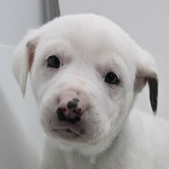 Great Pyrenees Dogs Available for Adoption - Paris | PetCurious