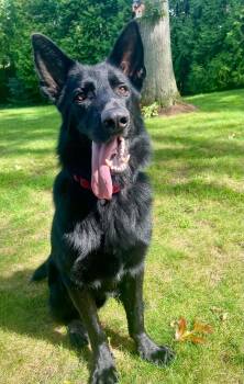 ASHER -  German Shepherd Dog Dog for Adoption in Holbrook, New York - ASHER | PetCurious