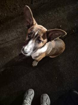 Shepherd Dogs Available for Adoption in Lawrenceville, Georgia - Pen 210 | PetCurious