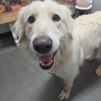 Otto -  Golden Retriever and Great Pyrenees Dog for Adoption in Normal, Illinois - Otto | PetCurious