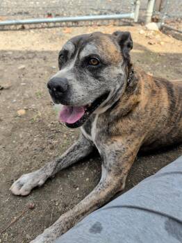 Jack -  Pit Bull Terrier Dog Available for Adoption in Thompson, Connecticut - Jack | PetCurious