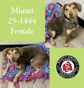 Rescue Hound and Terrier Dogs for Adoption in Georgetown, Kentucky - Miami | PetCurious