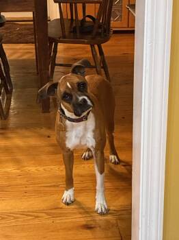 Boxer Dogs Available for Adoption - Lucy | PetCurious