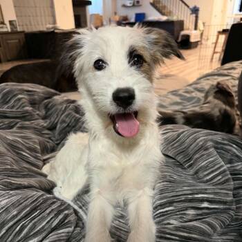 Sadie -  Australian Cattle Dog Blue Heeler Dog for Adoption in Mead, Colorado - Sadie | PetCurious
