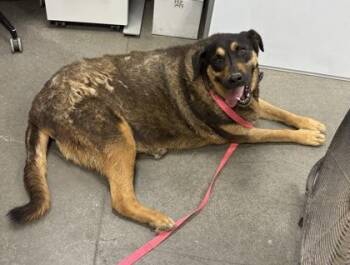 Pig -  German Shepherd Dog and Mixed Breed Dog for Adoption in Fresno, California - Pig | PetCurious