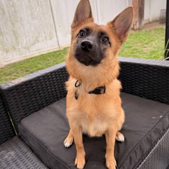 Pomeranian and Belgian Shepherd Malinois Dogs Available for Adoption - Chili | PetCurious