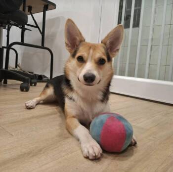 Hugo -  Pembroke Welsh Corgi Dog for Adoption in Davis, California - Hugo | PetCurious