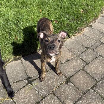 Rescue Mixed Breed Dogs for Adoption in River Vale, New Jersey - Sally | PetCurious