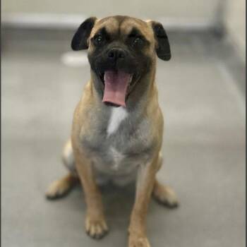 Autumn -  Pug and Mixed Breed Dog for Adoption in Apple Valley, California - Autumn | PetCurious