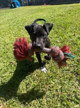 Muffin -  Black Labrador Retriever Dog for Adoption in Wilmington, North Carolina - Muffin | PetCurious