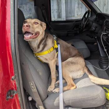 Penny -  Mixed Breed Dog for Adoption in Mentor, Ohio - Penny | PetCurious