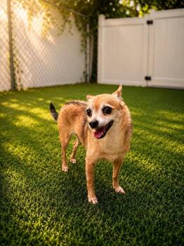 Marley -  Chihuahua and Terrier Dog for Adoption in Bloomfield, Connecticut - Marley | PetCurious