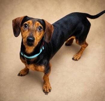 Bam Bam -  Dachshund and Mixed Breed Dog for Adoption in West Chester, Pennsylvania - Bam Bam | PetCurious