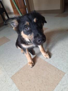 DeWalt -  Husky and Mountain Dog Dog for Adoption in Maumelle, Arkansas - DeWalt | PetCurious