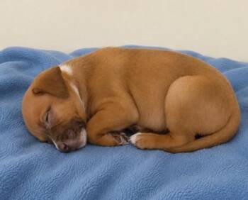Frosted Flakes -  Terrier and Pit Bull Terrier Dog for Adoption in Baraboo, Wisconsin - Frosted Flakes | PetCurious