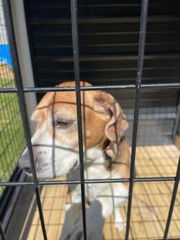 Mixed Breed Dogs Available for Adoption in Columbia, Tennessee - Rufus | PetCurious