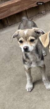 Chihuahua Dogs Available for Adoption - Dash | PetCurious