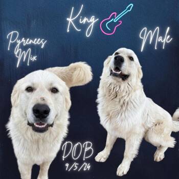 Great Pyrenees Dogs Available for Adoption in Caldwell, Texas - King | PetCurious