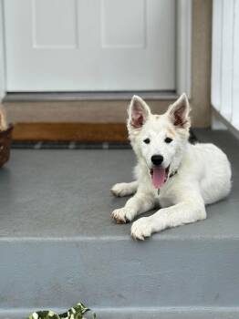 Border Collie Dogs Available for Adoption - Fergus | PetCurious