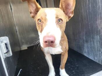 Terrier Dogs Available for Adoption in San Antonio, Texas - EDDIE | PetCurious
