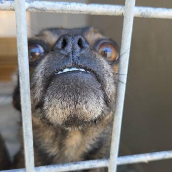 Winston -  Pug Dog for Adoption in Redwood Valley, California - Winston | PetCurious