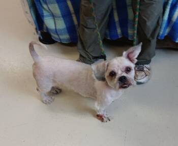 Rescue Shih Tzu Dogs for Adoption in Springfield, Ohio - Zeus | PetCurious