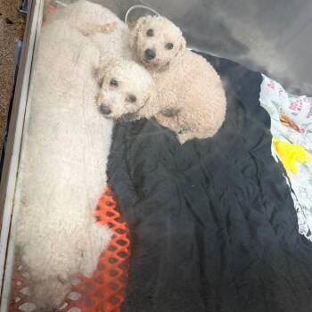 Snap -  Bichon Frise Dog for Adoption in West Chester, Pennsylvania - Snap | PetCurious