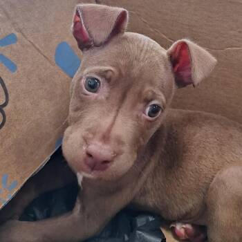 Nyla -  Terrier Dog for Adoption in Montgomery, Alabama - Nyla | PetCurious